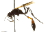  (Ammophila pictipennis - BIOUG02476-C12)  @15 [ ] CreativeCommons - Attribution (2013) CBG Photography Group Centre for Biodiversity Genomics