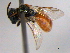  (Lasioglossum indagator - BIOUG02487-G08)  @12 [ ] CreativeCommons - Attribution (2013) CBG Photography Group Centre for Biodiversity Genomics