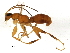  (Rhopalosomatidae - BIOUG02644-C10)  @15 [ ] CreativeCommons - Attribution (2013) CBG Photography Group Centre for Biodiversity Genomics