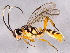  (Dilopharius otomitus - BIOUG02761-G09)  @14 [ ] CreativeCommons - Attribution (2012) CBG Photography Group Centre for Biodiversity Genomics