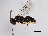  (Hylaeus graenicheri - 10BBHYM-1200)  @13 [ ] CreativeCommons - Attribution (2010) CBG Photography Group Centre for Biodiversity Genomics