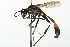  (Ammophila mediata - 10BBCHY-3350)  @14 [ ] CreativeCommons - Attribution (2011) CBG Photography Group Centre for Biodiversity Genomics