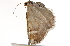  (Marmopteryx - BIOUG01541-G11)  @12 [ ] CreativeCommons - Attribution (2012) CBG Photography Group Centre for Biodiversity Genomics