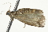  (Acrobasis kearfottella PS1 - 10BBCLP-0759)  @12 [ ] CreativeCommons - Attribution (2011) CBG Photography Group Centre for Biodiversity Genomics