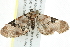  (Eupithecia stellata - 10BBCLP-1910)  @14 [ ] CreativeCommons - Attribution (2011) CBG Photography Group Centre for Biodiversity Genomics