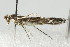  (Micrurapteryx salicifoliella - 10BBCLP-2125)  @15 [ ] CreativeCommons - Attribution (2011) CBG Photography Group Centre for Biodiversity Genomics