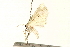  (Lobocleta peralbata - 09BBLEP-04071)  @14 [ ] CreativeCommons - Attribution (2009) Unspecified Centre for Biodiversity Genomics