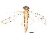  (Heptageniidae - BIOUG00644-G03)  @15 [ ] CreativeCommons - Attribution (2011) CBG Photography Group Centre for Biodiversity Genomics