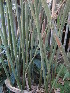  ( - UNKAR5624)  @11 [ ] CreativeCommons - Attribution Non-Commercial Share-Alike (2015) Thomas Horn Karlsruhe Institute of Technology, Botanical Garden