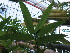  ( - UNKAR5646)  @11 [ ] CreativeCommons - Attribution Non-Commercial Share-Alike (2015) Thomas Horn Karlsruhe Institute of Technology, Botanical Garden