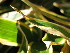  ( - UNKAR8342)  @11 [ ] CreativeCommons - Attribution Non-Commercial Share-Alike (2015) Thomas Horn Karlsruhe Institute of Technology, Botanical Garden