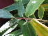  ( - UNKAR8357)  @11 [ ] CreativeCommons - Attribution Non-Commercial Share-Alike (2015) Thomas Horn Karlsruhe Institute of Technology, Botanical Garden