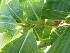  ( - UNKAR8319)  @11 [ ] CreativeCommons - Attribution Non-Commercial Share-Alike (2015) Thomas Horn Karlsruhe Institute of Technology, Botanical Garden