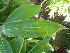  ( - UNKAR8319)  @11 [ ] CreativeCommons - Attribution Non-Commercial Share-Alike (2015) Thomas Horn Karlsruhe Institute of Technology, Botanical Garden