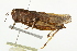  (Arphia conspersa - BIOUG00738-A02)  @15 [ ] CreativeCommons - Attribution (2011) CBG Photography Group Centre for Biodiversity Genomics