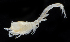  (Eudorella pacifica - 2830_DNA)  @11 [ ] CreativeCommons  Attribution Non-Commercial Share-Alike (2019) Gustav Paulay Florida Museum of Natural History