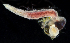 ( - 2911_DNA)  @11 [ ] CreativeCommons  Attribution Non-Commercial Share-Alike (2019) Gustav Paulay Florida Museum of Natural History