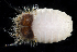  ( - 3091_DNA)  @11 [ ] CreativeCommons  Attribution Non-Commercial Share-Alike (2019) Gustav Paulay Florida Museum of Natural History