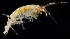  ( - 3103_DNA)  @11 [ ] CreativeCommons  Attribution Non-Commercial Share-Alike (2019) Gustav Paulay Florida Museum of Natural History