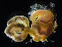  (Aphelochaeta glandaria - 3183_DNA)  @11 [ ] CreativeCommons  Attribution Non-Commercial Share-Alike (2019) Gustav Paulay Florida Museum of Natural History