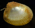  (Acila castrensis - 3166_DNA)  @11 [ ] CreativeCommons  Attribution Non-Commercial Share-Alike (2019) Gustav Paulay Florida Museum of Natural History