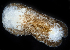  (Loy - 3229_DNA)  @11 [ ] CreativeCommons  Attribution Non-Commercial Share-Alike (2019) Gustav Paulay Florida Museum of Natural History