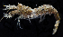  (Mesocrangon munitella - 3246_DNA)  @11 [ ] CreativeCommons  Attribution Non-Commercial Share-Alike (2019) Gustav Paulay Florida Museum of Natural History