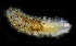  (Palaenotus bellis - 3429_DNA)  @11 [ ] CreativeCommons  Attribution Non-Commercial Share-Alike (2019) Gustav Paulay Florida Museum of Natural History