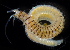  (Onuphis elegans - 3465_DNA)  @11 [ ] CreativeCommons  Attribution Non-Commercial Share-Alike (2019) Gustav Paulay Florida Museum of Natural History