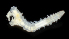  ( - 3824_DNA)  @11 [ ] CreativeCommons  Attribution Non-Commercial Share-Alike (2019) Gustav Paulay Florida Museum of Natural History