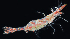  ( - 3770_DNA)  @11 [ ] CreativeCommons  Attribution Non-Commercial Share-Alike (2019) Gustav Paulay Florida Museum of Natural History