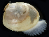  (Pronucula tenuis - 4088_DNA)  @11 [ ] CreativeCommons  Attribution Non-Commercial Share-Alike (2019) Gustav Paulay Florida Museum of Natural History