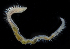  (Aricidea lopezi - 4385_DNA)  @11 [ ] CreativeCommons  Attribution Non-Commercial Share-Alike (2019) Gustav Paulay Florida Museum of Natural History