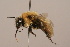  (Bombus amurensis - B3262-D02-CHN)  @17 [ ] Unspecified (default): All Rights Reserved  Unspecified Unspecified