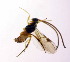  (Zachterbergius - MGM0136)  @11 [ ] CreativeCommons  Attribution Non-Commercial Share-Alike (2022) Mostafa Ghafouri Moghaddam Collection of the Insect Museum, Chulalongkorn University Museum of Natural History, Bangkok, Thailand