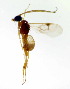  (Diolcogaster cf. mayae - MGM0191)  @11 [ ] CreativeCommons  Attribution Non-Commercial Share-Alike (2022) Mostafa Ghafouri Moghaddam Collection of the Insect Museum, Chulalongkorn University Museum of Natural History, Bangkok, Thailand