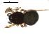  (Ceratinops littoralis - CCDB-08501-D05)  @12 [ ] Copyright  G. Blagoev 2010 Unspecified