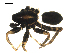  (Pardosa falcifera - CCDB-08514-H01)  @12 [ ] Copyright  G. Blagoev 2010 Unspecified