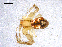  (Misumenops bellulus - CCDB-08518-B04)  @14 [ ] Copyright  G. Blagoev 2010 Unspecified