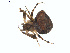  (Araneus montereyensis - BIOUG00888-E10)  @13 [ ] Copyright  G. Blagoev 2011 Unspecified