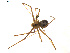  (Psilochorus utahensis - BIOUG01627-D06)  @13 [ ] Copyright  G. Blagoev 2011 Unspecified