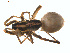  (Pardosa xerophila - BIOUG01628-E03)  @12 [ ] Copyright  G. Blagoev 2011 Unspecified