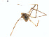  (Psilochorus utahensis - BIOUG01634-E07)  @13 [ ] Copyright  G. Blagoev 2011 Unspecified