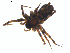  (Pardosa mercurialis - BIOUG01963-E11)  @13 [ ] Copyright  G. Blagoev 2012 Unspecified