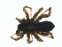  (Pardosa ramulosa - BIOUG01577-F01)  @13 [ ] Copyright  G. Blagoev 2011 Unspecified