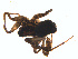  (Pardosa californica - BIOUG01577-H01)  @12 [ ] Copyright  G. Blagoev 2011 Unspecified