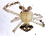  (Araneus miniatus - BIOUG01880-H05)  @13 [ ] CreativeCommons - Attribution (2012) CBG Photography Group Centre for Biodiversity Genomics