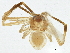  (Misumenops rubrodecoratus - BIOUG03561-G03)  @12 [ ] CreativeCommons - Attribution (2013) CBG Photography Group Centre for Biodiversity Genomics
