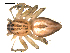  (Oxyopes salticus - CCDB-05220-G06)  @14 [ ] CreativeCommons - Attribution (2009) Gergin Blagoev, Centre for Biodiversity Genomics Centre for Biodiversity Genomics