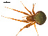  (Araneus detrimentosus - CCDB-05295-C10)  @14 [ ] CreativeCommons - Attribution (2009) Gergin Blagoev, Centre for Biodiversity Genomics Centre for Biodiversity Genomics